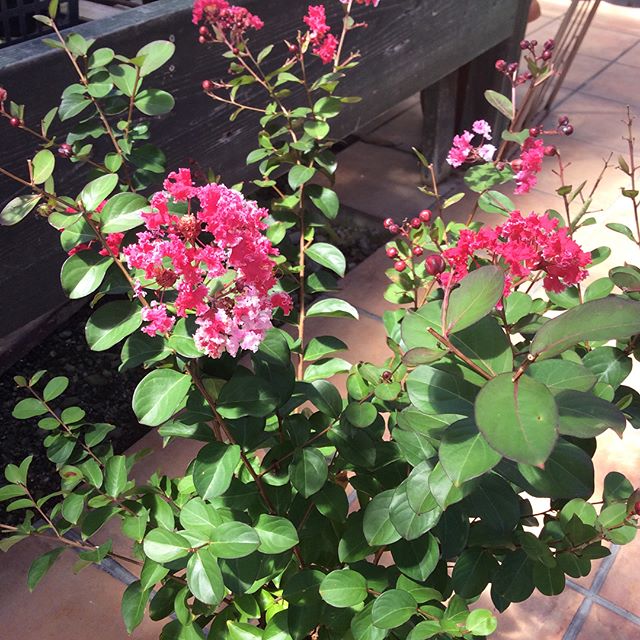 夏の花木の定番 サルスベリ こちらは矮性品種なので鉢植えでも大丈夫 狭いお庭にも場所を取らないので植えやすいですね 残りわずかなので気になる方はお早めに Decolle Decollematsue 島根県松江市 多肉のある暮らし デコレガーデンそれぞれのアカウントはこちら