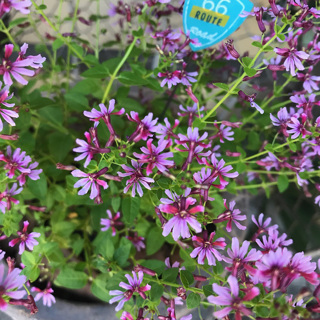 クフェアキューホリック 鮮やかなピンクの小花が咲き乱れる 可愛らしいお花です 小さめピックと相性 Decolle