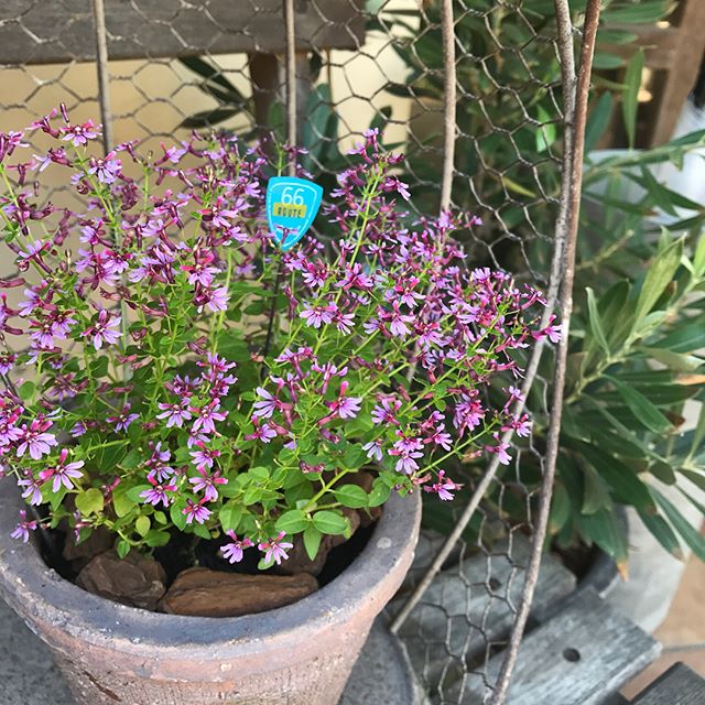 クフェアキューホリック 鮮やかなピンクの小花が咲き乱れる可愛らしいお花です 小さめピックと相性 写真の鉢植えはデコレの入り口にちょこんと置いてますので ぜひ見に来てください Decolle Decollematsue 島根県松江市 花のある暮らし 植物のある暮らし