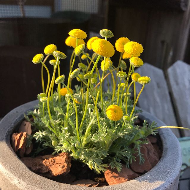 まあるい頭の黄色いこの子毎年大人気の 花ほたる 今年もやってきましたよ 細くしなやかな茎が風にそよそよ揺れる姿たまらなく好き 花ほたるの育て方など Decolle Gardenににのせております Decolle Decollematsue 島根県松江市 花のある暮らし 植物のある