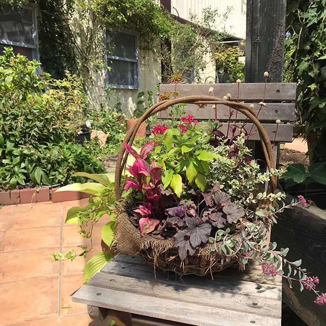 カラーリーフで秋の寄せ植え 夏から秋へ移り変わる中間の時期 夏の暑い時期を乗り越えてまだ咲いてくれているお花に秋色のカラーリーフを織り交ぜて寄せ植え をさらに楽しみましょう 寄せ植えの詳細はこちらをご覧ください Decolle Garden Decolle Decollematsue