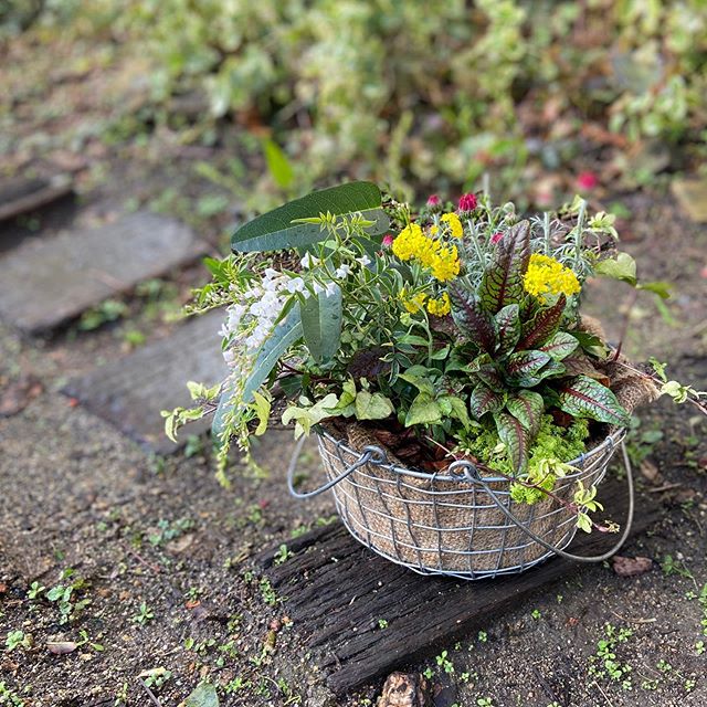 ワイヤーかごの寄せ植え 黄色い小花のアリッサム サクサティーレサミット純白のお花を咲かせるハーデンベルギアなどかごの中にきゅっと集めてみました春のお花も少しずつ届き始めております春が待ち遠しいですね アリッサムサクサティーレサミット ハーデンベルギア