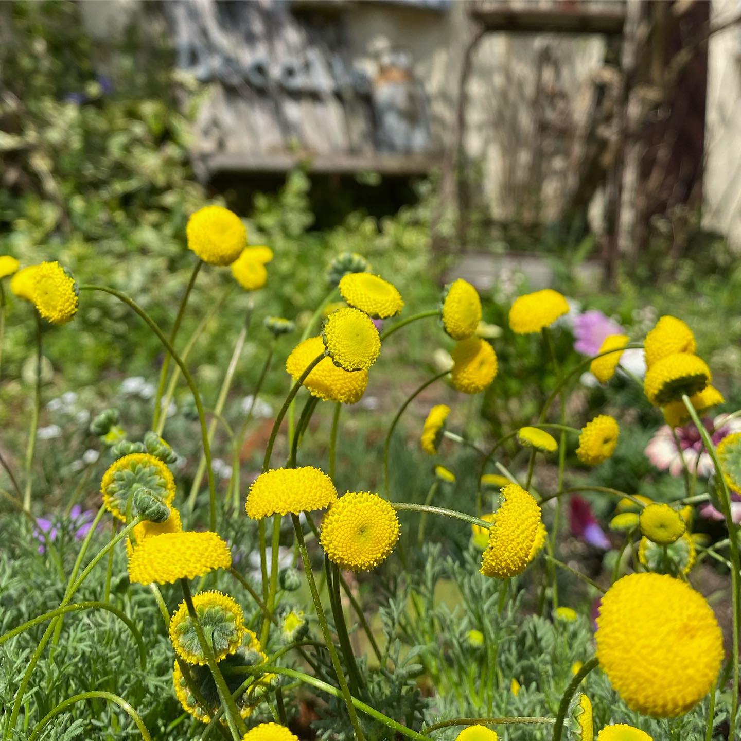 毎年人気の花ほたる 黄色いポンポンの花がとても可愛いですね 花壇はもちろん寄せ植えにも大活躍 デコ Decolle