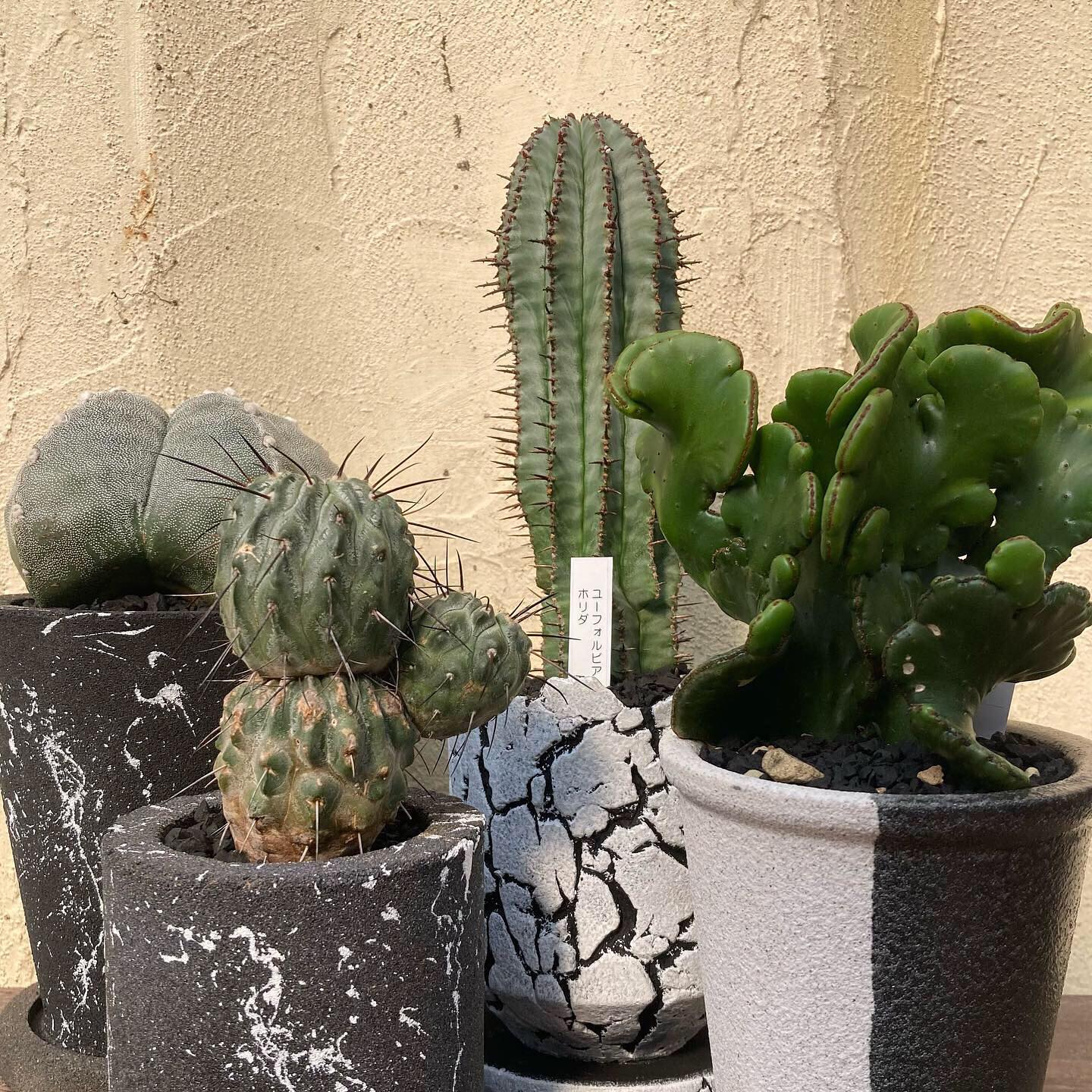 希少種サボテンがたくさんやってきました トゲトゲいっぱい ホーディア ユッタエ 珊瑚礁の様な スルコレ Decolle