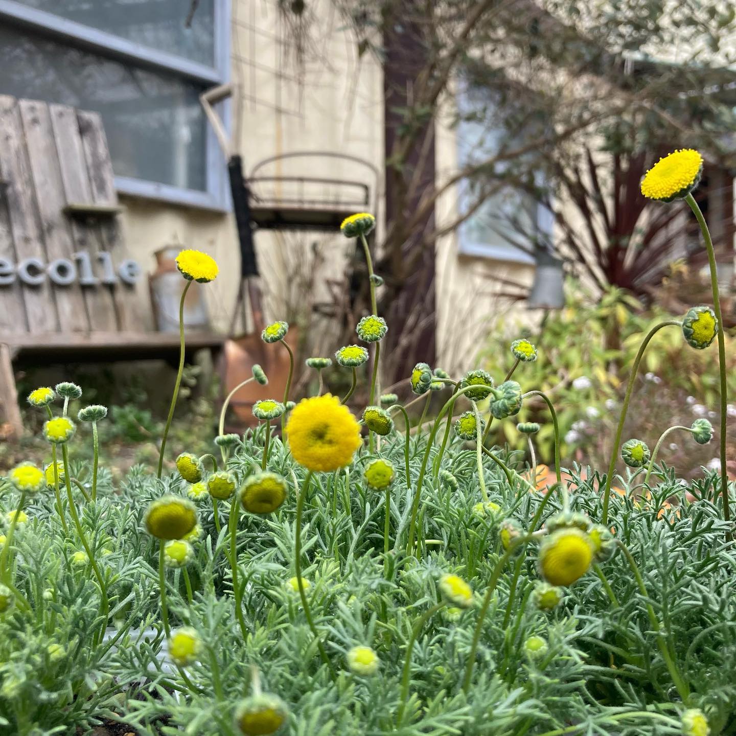 お待たせしました 毎年大人気の花ほたるがやってきましたよ 風が吹くとゆらゆらとゆれてかわいいです 鉢に Decolle